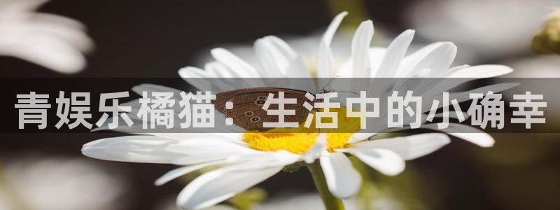 fun88客服：青娱乐橘猫：生活中的小确幸